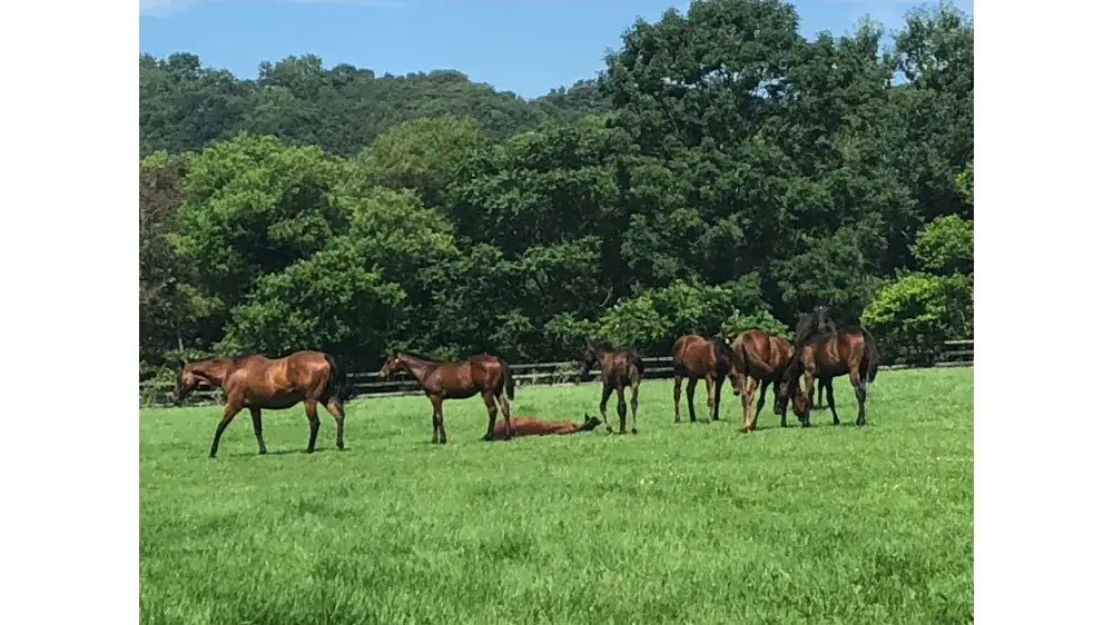 【北海道】競走馬の育成スタッフ大募集！自然あふれる場所で働きませんか？｜いえとしごとエージェント求人