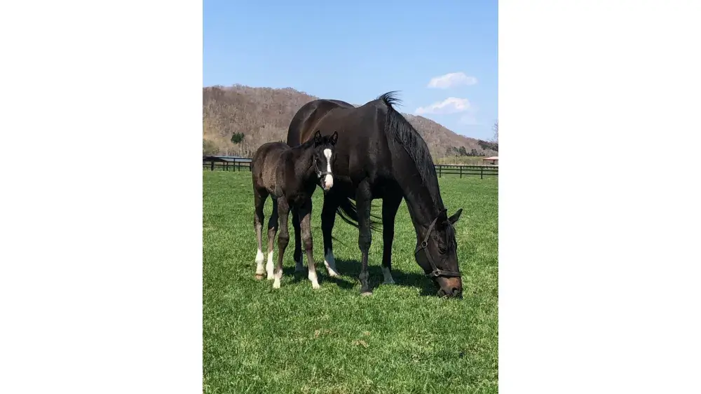 【北海道】競走馬の育成スタッフ大募集！自然あふれる場所で働きませんか？｜いえとしごとエージェント求人